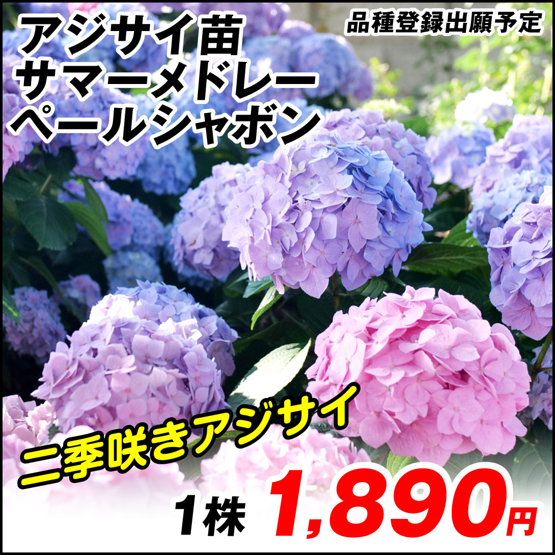 綺麗な輸入アジサイ大苗お得セール 綺麗な輸入アジサイ大苗お得セール 楽天市場】アジサイ 大苗の通販