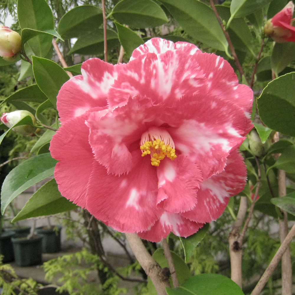 花木 ツバキ 珍しい椿 タカニニ 1株 : 花と緑 国華園 - 通販