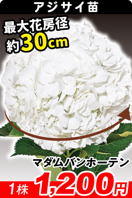マダムバンホーテン