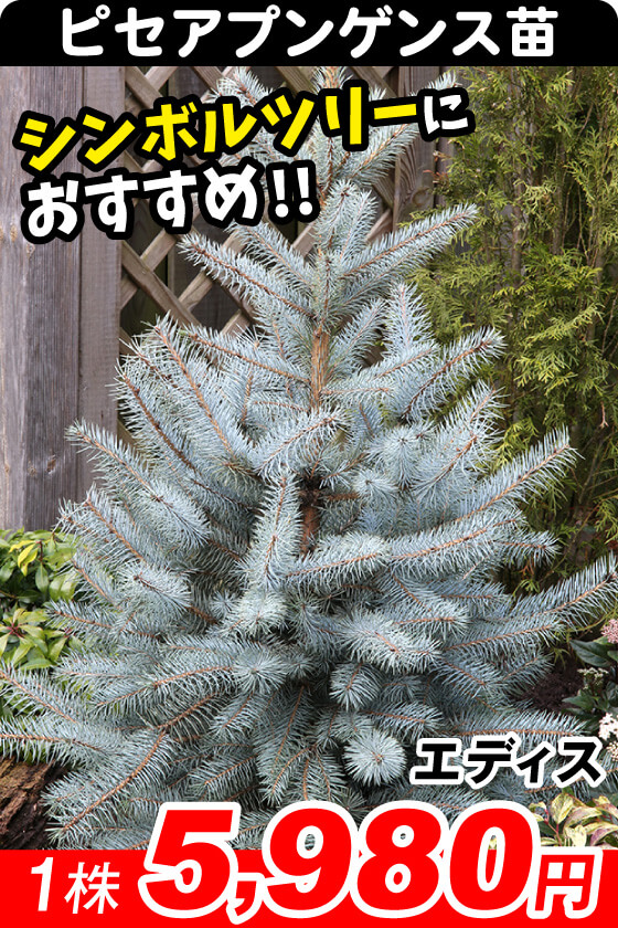 エディス
