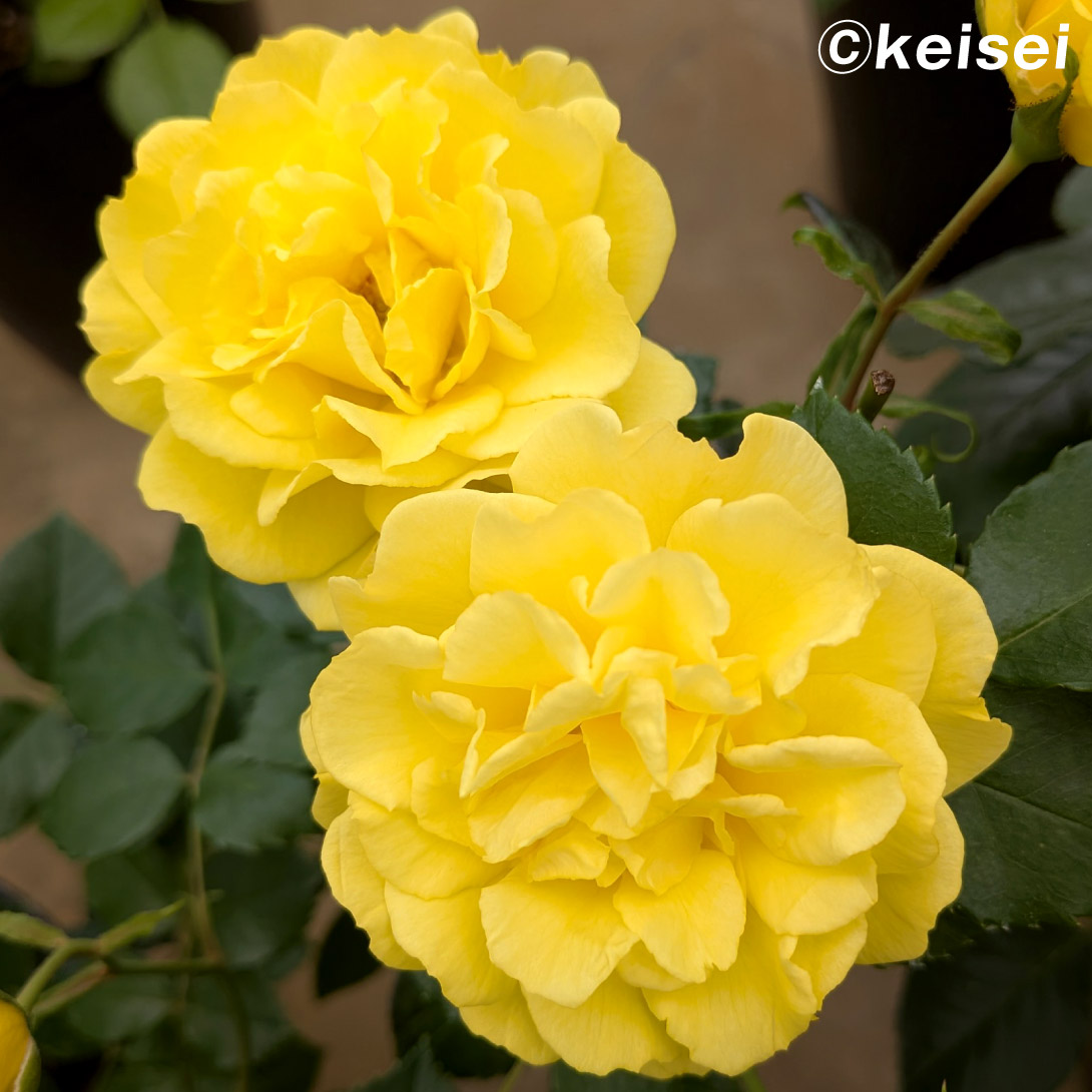 バラ苗 四季咲中輪 ゴールデン ストリート カラーズ 1株 : 花と緑 国