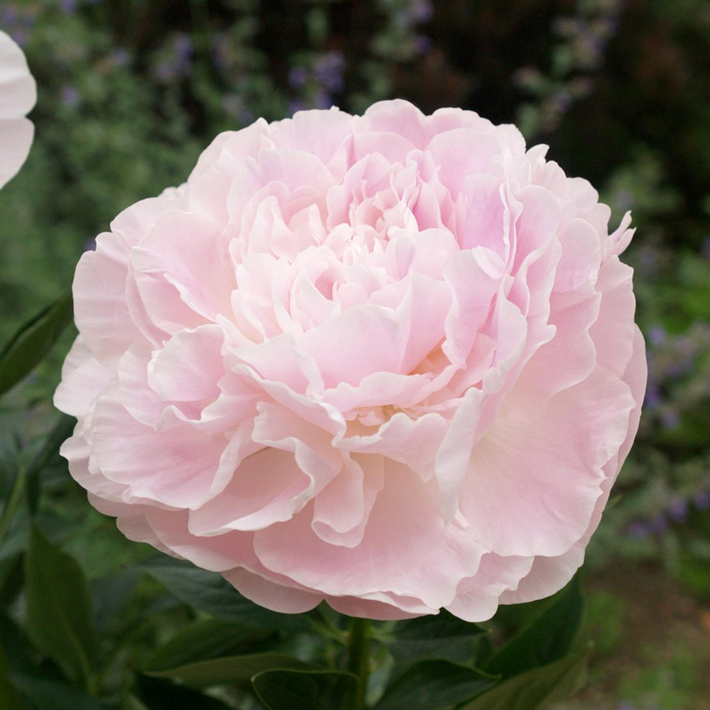 国華園 芍薬苗 かぐや姫 2年生大株苗 1株 5〜6芽付素堀苗 多年草 : 花