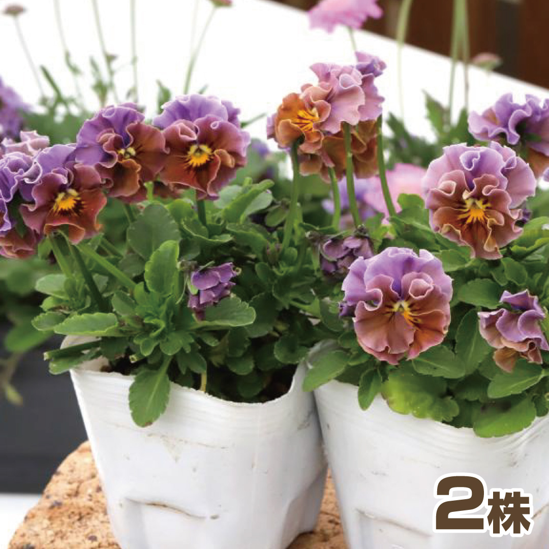花苗 フリンジビオラ エンジェルウィング アーバンスモーキー 2株 : 花