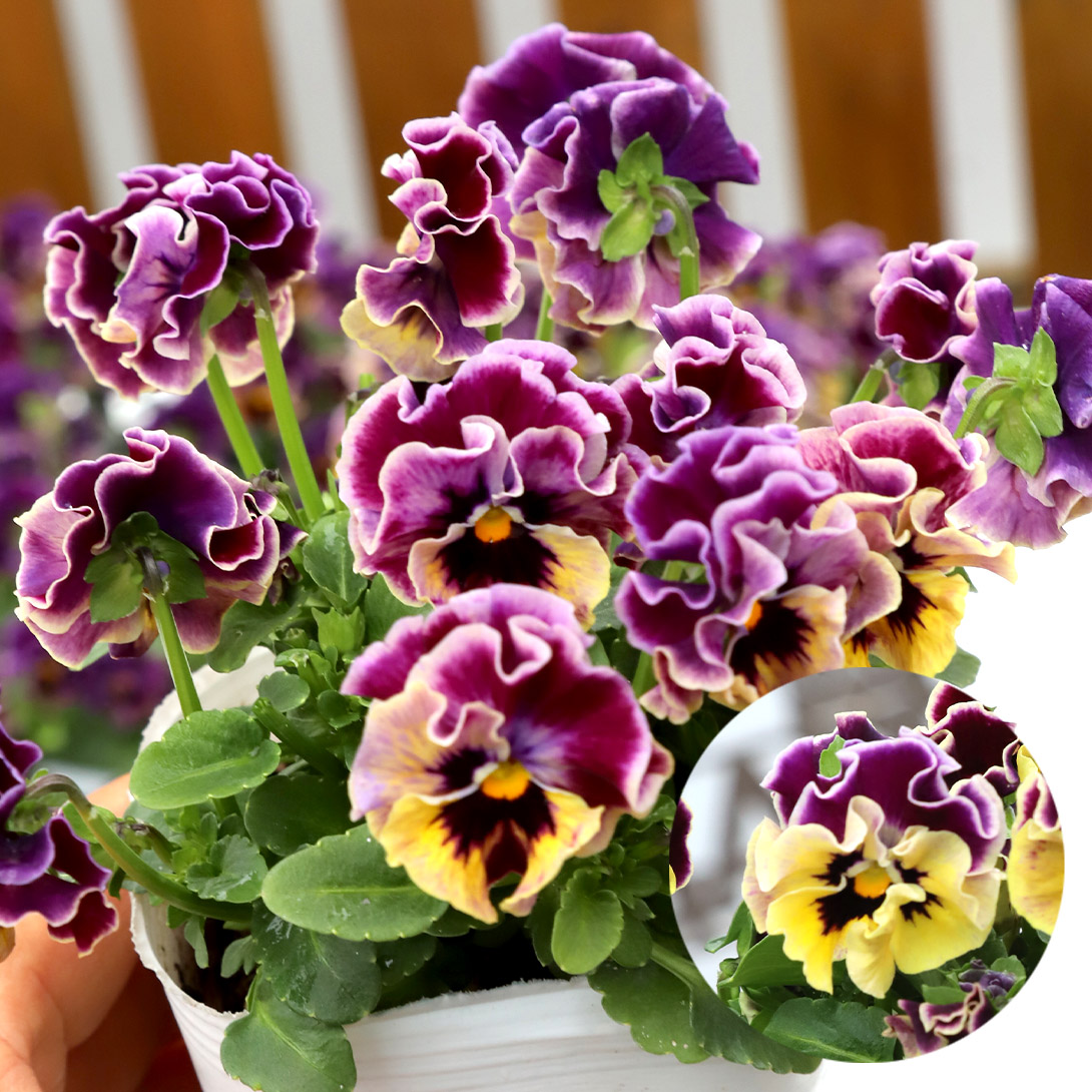 ビオラ 花 花苗」の人気商品一覧・価格比較 - 価格.com