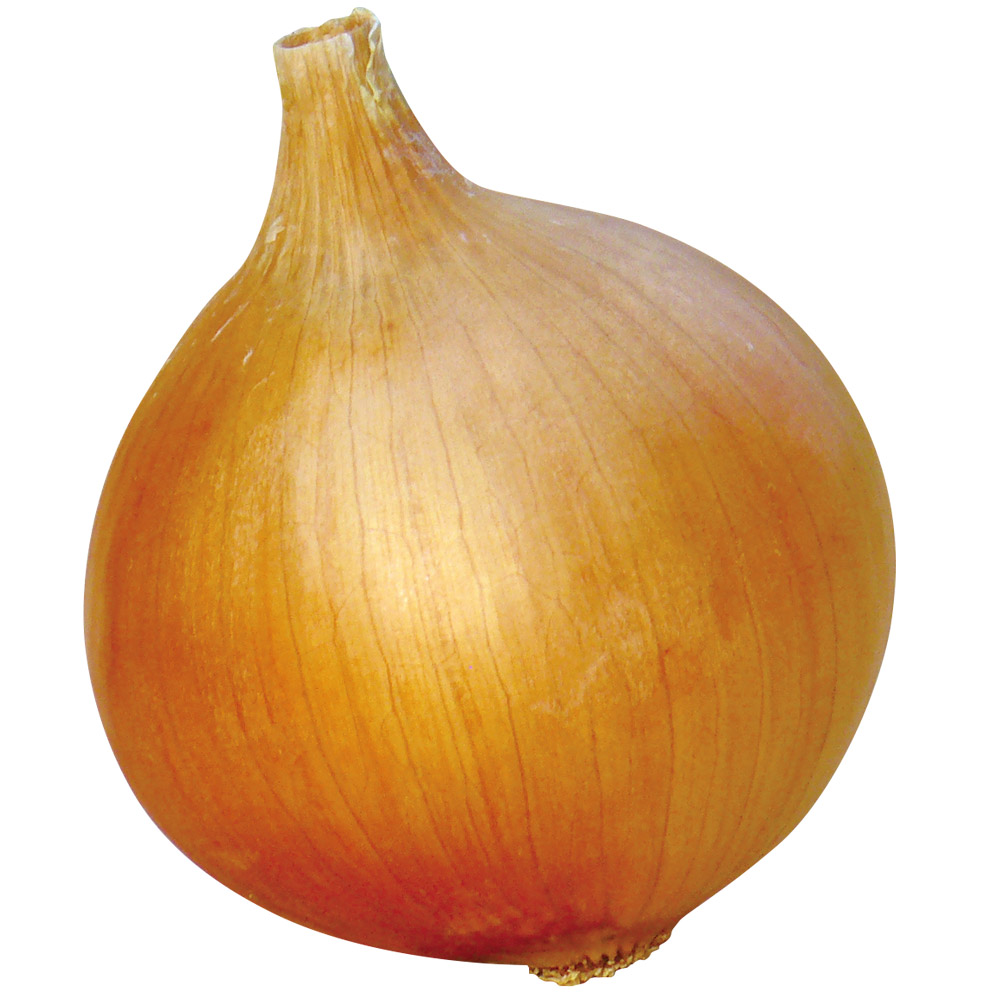 花と緑 国華園 - タマネギ｜Yahoo!ショッピング