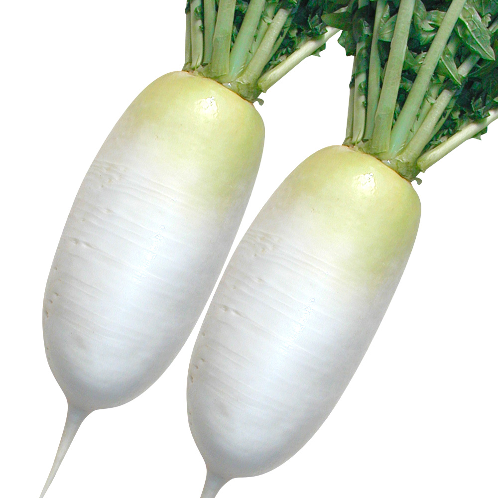 種 野菜たね ダイコン F1改良秀太郎 1袋（4ml） 短形 大根 野菜