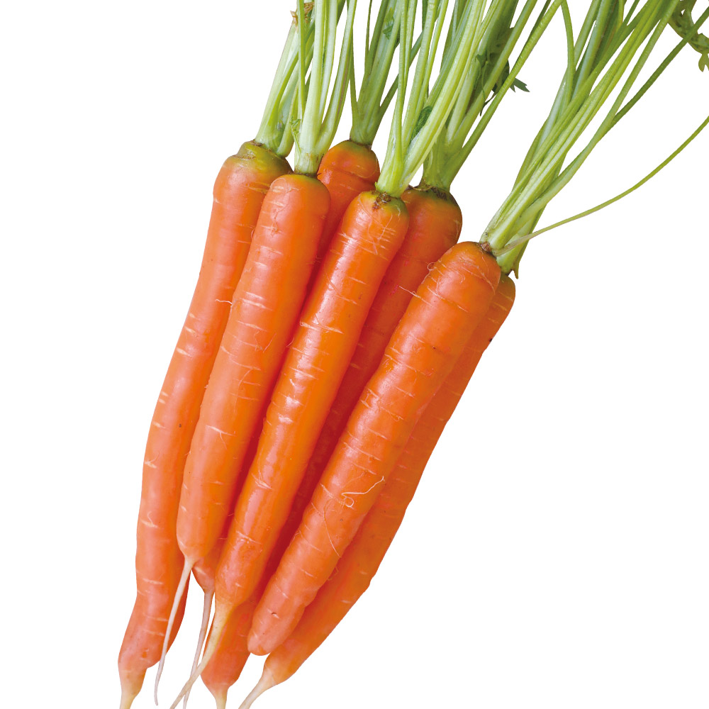 種 野菜たね ニンジン メロディーライン 1袋（コート種子 100粒） 人参