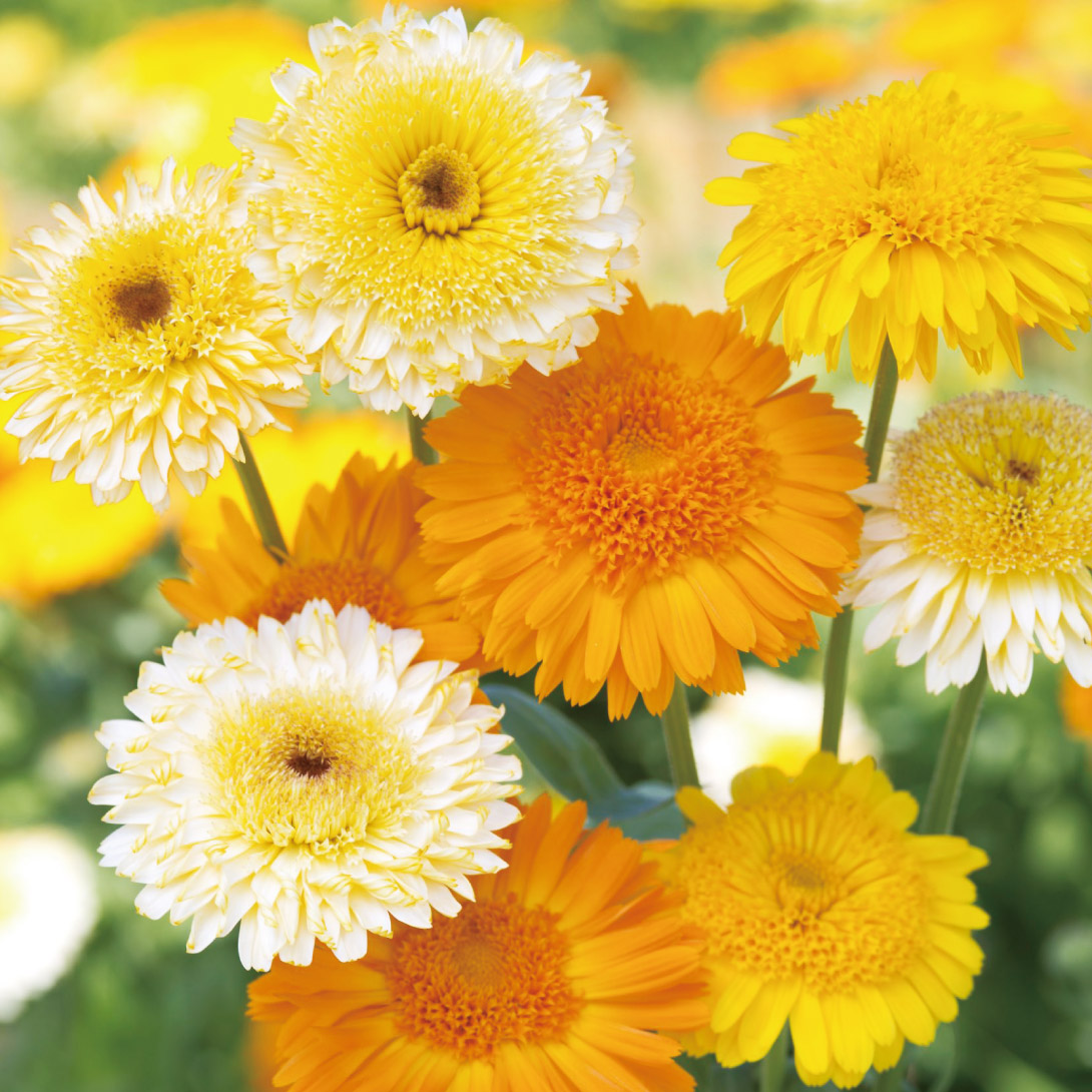 花種 花たね キンセンカ キングレットミックス 1袋（20粒） : 花
