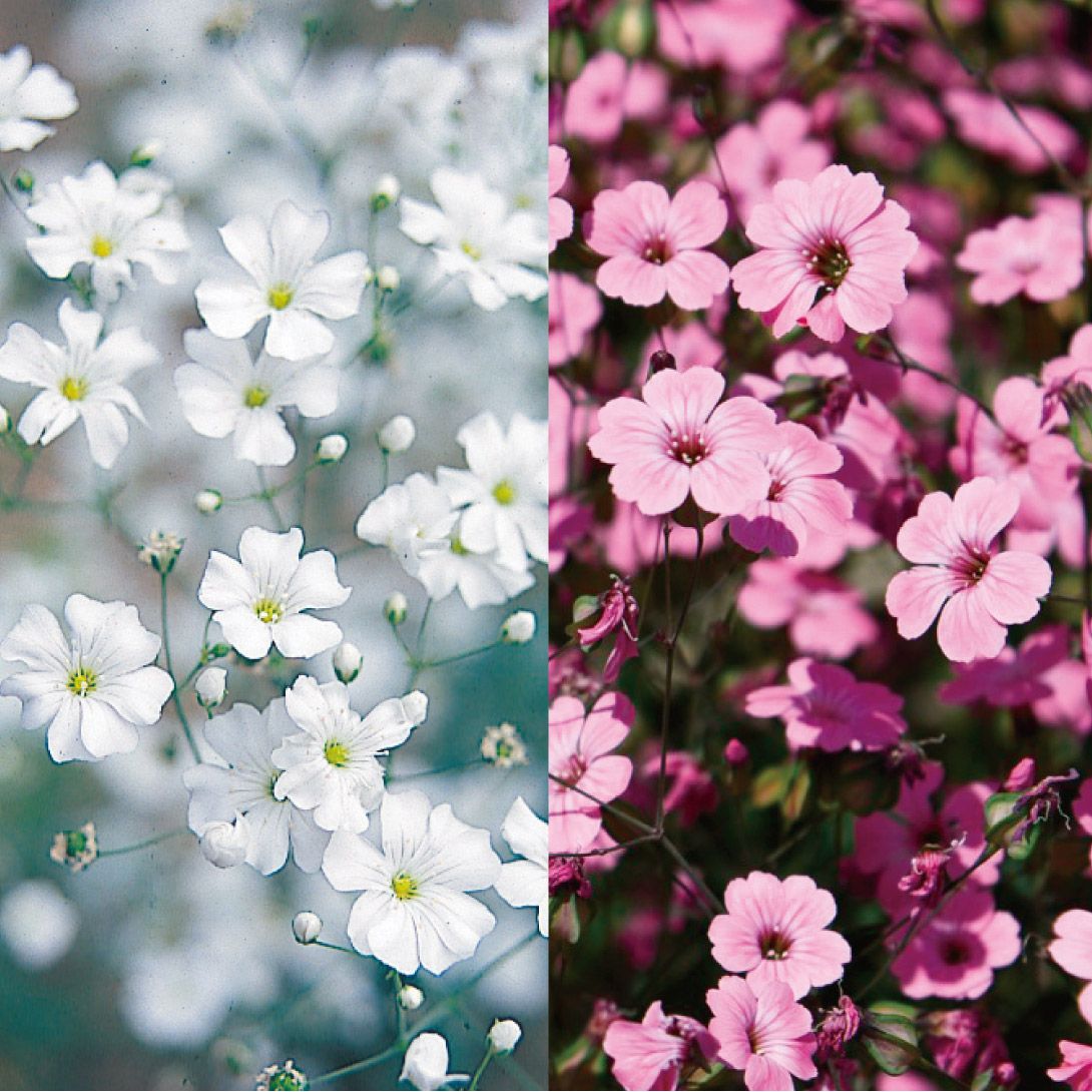 国華園 種 花たね かすみ草混合 1袋(400mg) / 花の種 通販 花種 はな