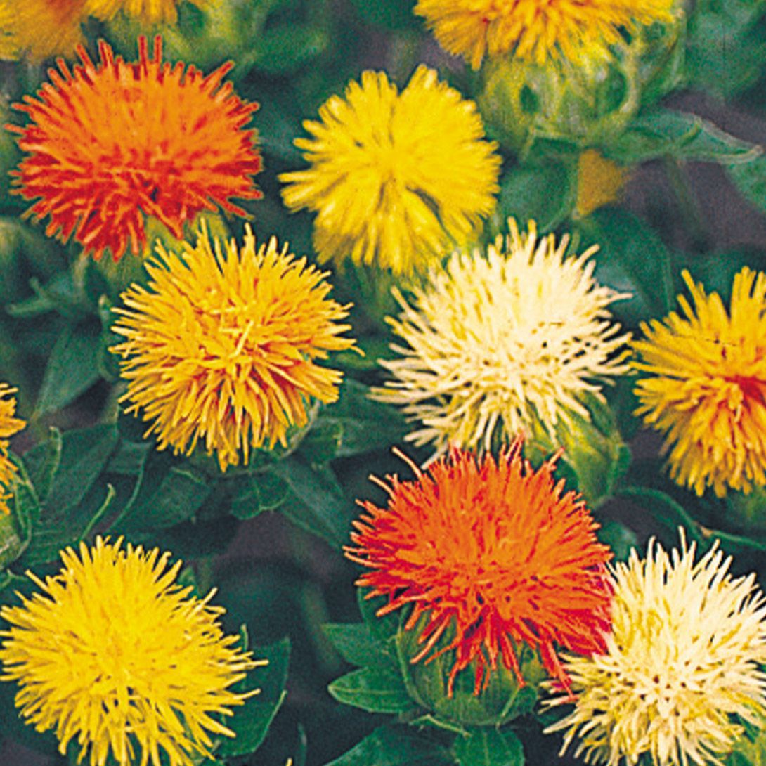 花の種 紅花 種子 国華園 種 花たね 紅花混合 1袋(1000mg) / 花の種 通販 花種 はなたね