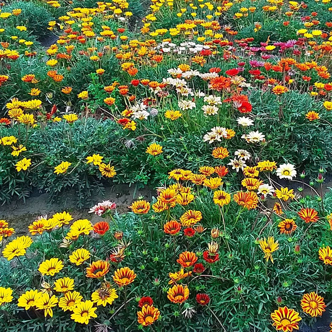 国華園 種 花たね ガザニア サンシャイン 1袋(100mg) / 花の種 通販 花