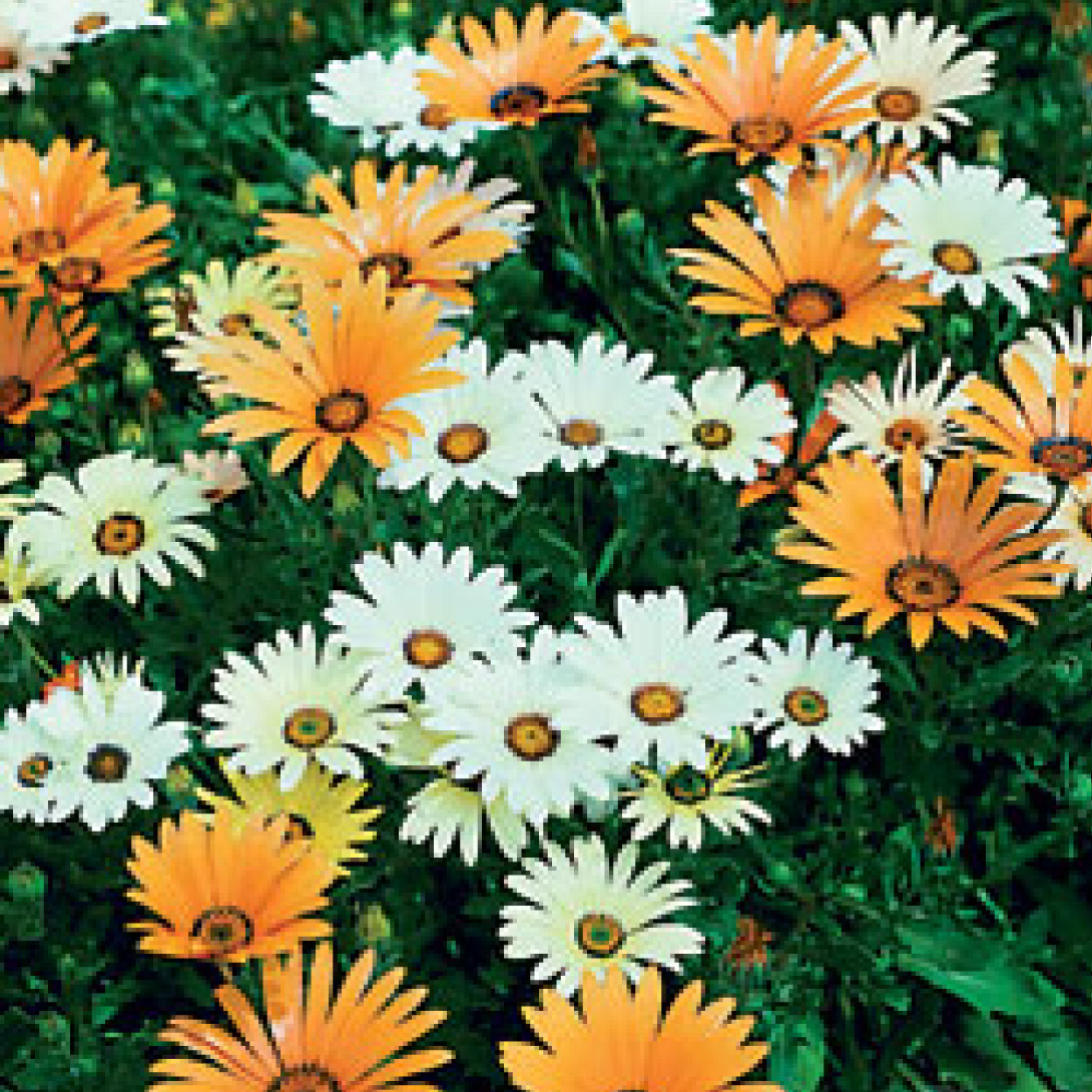 Ｆ・Ｌ・Ｙ・フォンタネ、花、超希少、新品額付、状態良好 約2億2000万円まで高騰したフェラーリ「812コンペティツィオーネ」は