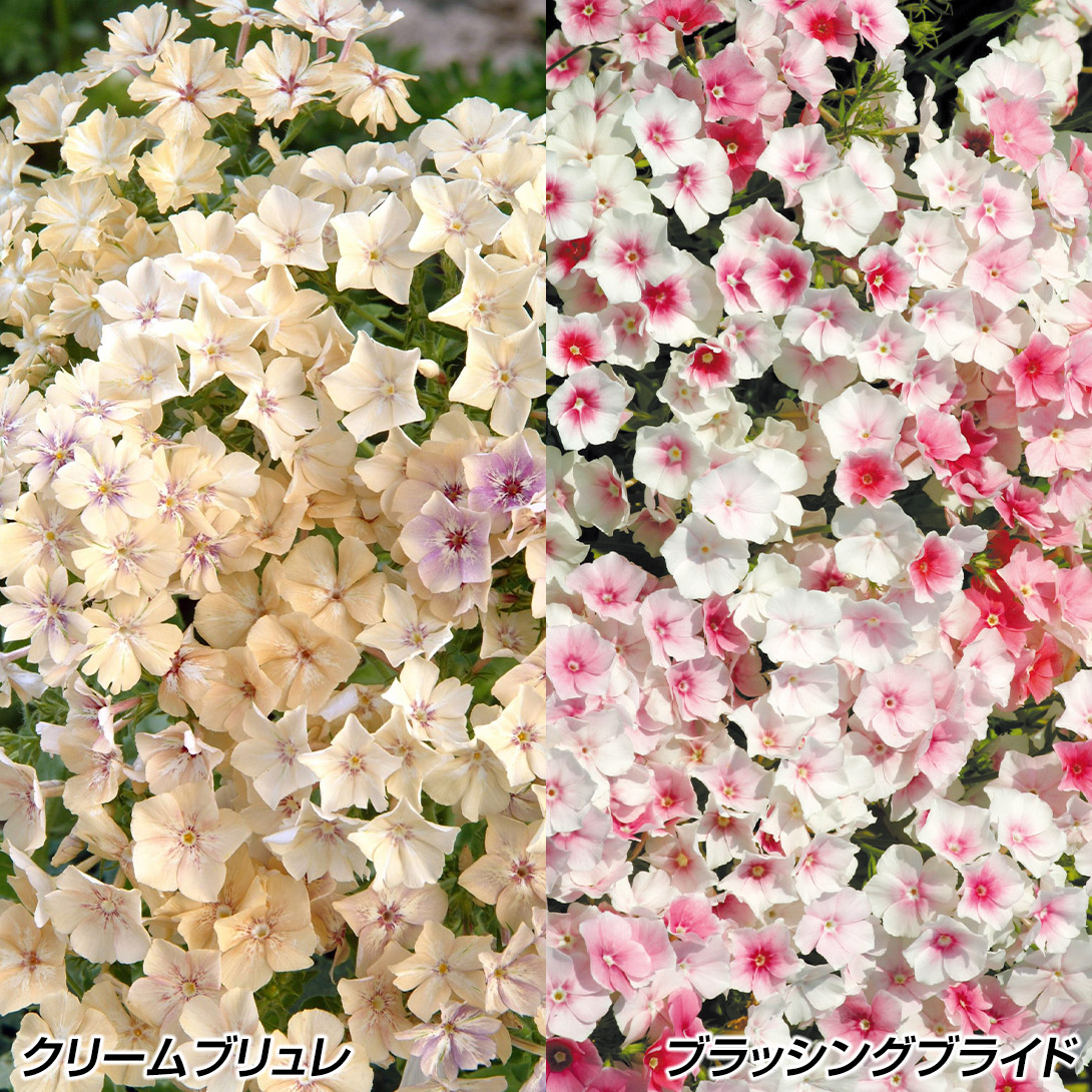 花種 花たね フロックスセット 2種2袋 : 花と緑 国華園 - 通販 - Yahoo
