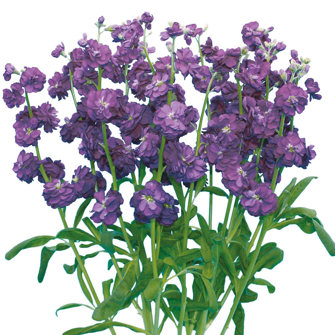 種 花たね 夏咲福寿草 1袋(2000mg) : 花と緑 国華園 - 通販 - Yahoo