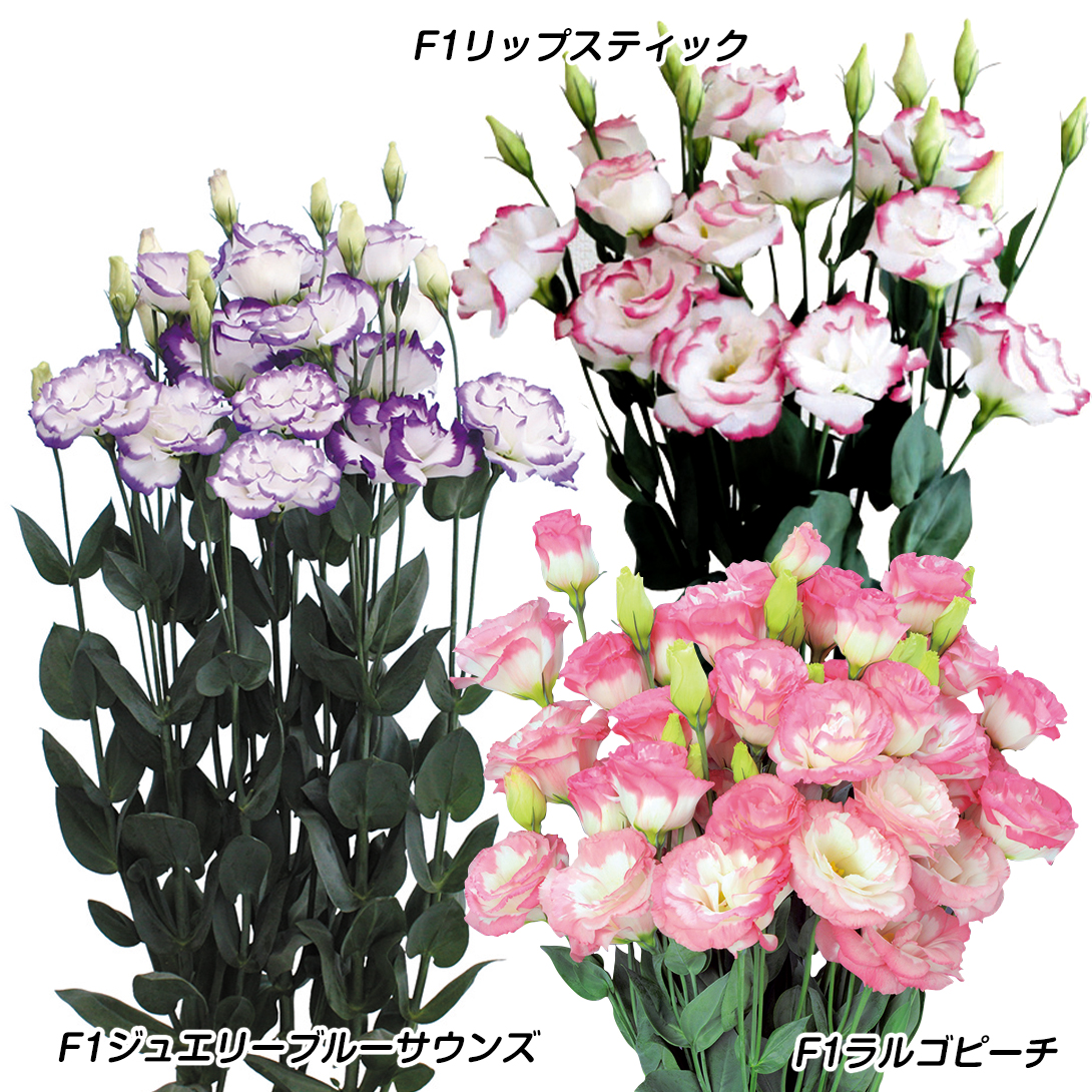 大きめバレッタ「トルコキキョウブーケ」他1点 大きめバレッタ「気品〜summer bouquet」〜桔梗・トルコキキョウ
