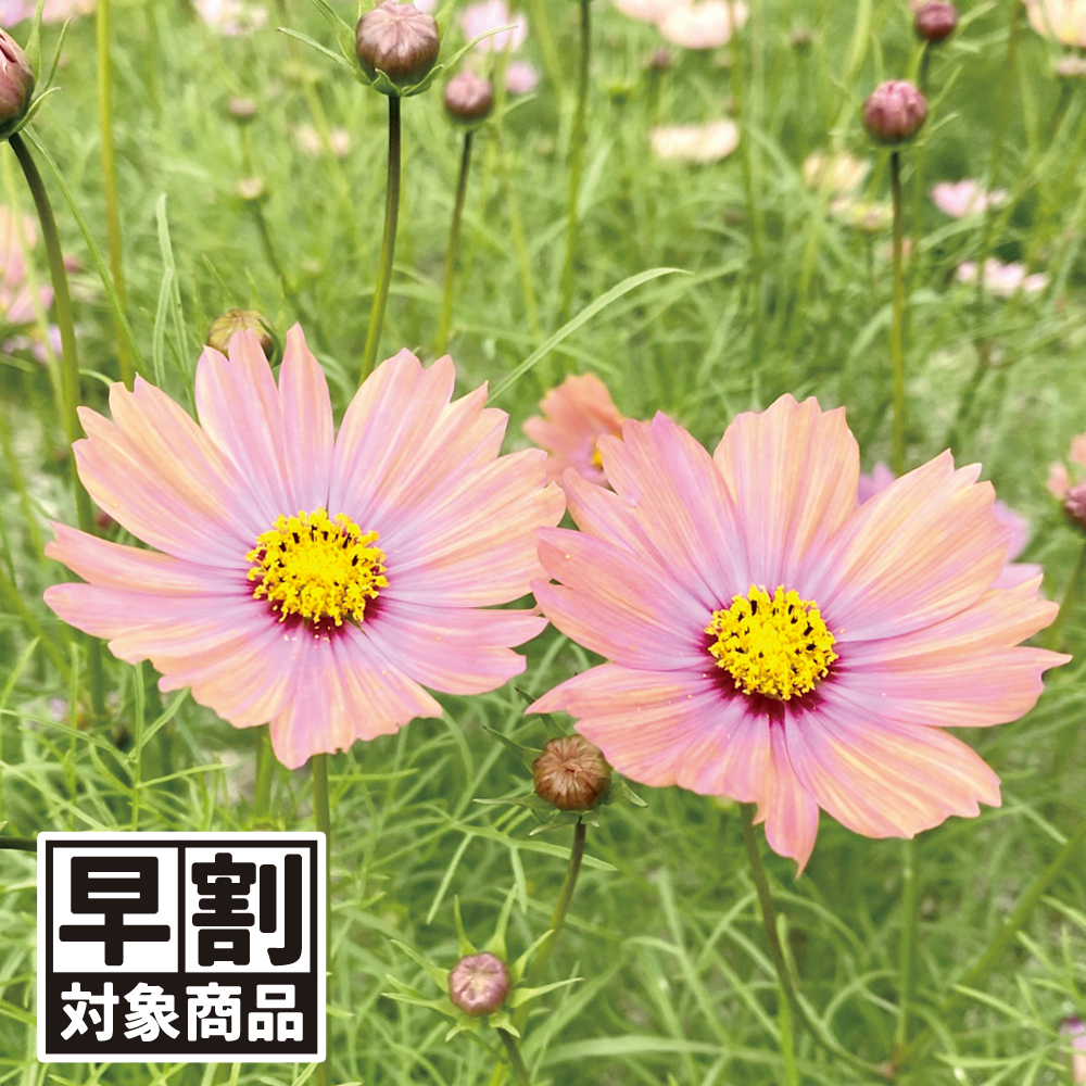 早期予約販売たね）種 花たね コスモス オレンジキャンパス 1袋(20粒