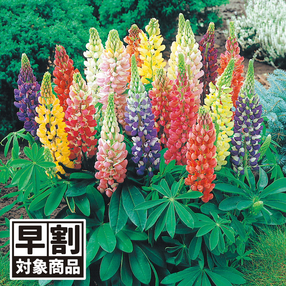 オンファロデス種子　花の種子 オンファロデスの種 花の種 - メルカリ