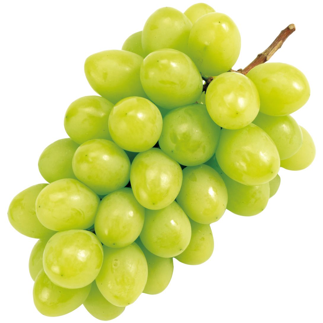 国華園 果樹苗 ブドウ ジュエルマスカットPVP 1株 : 花と緑 国華園