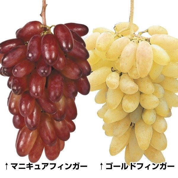 ブドウ 皮ごと食べられるブドウセット 2種2株 果樹苗 国華園