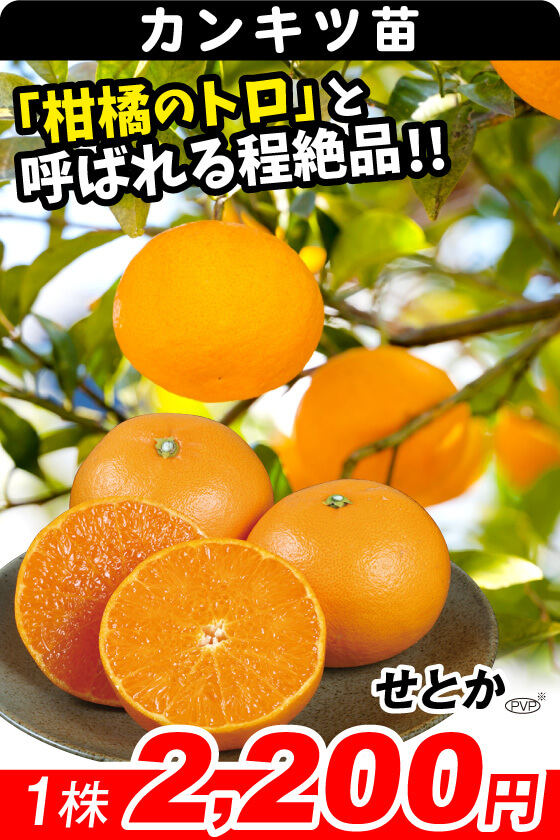 せとか