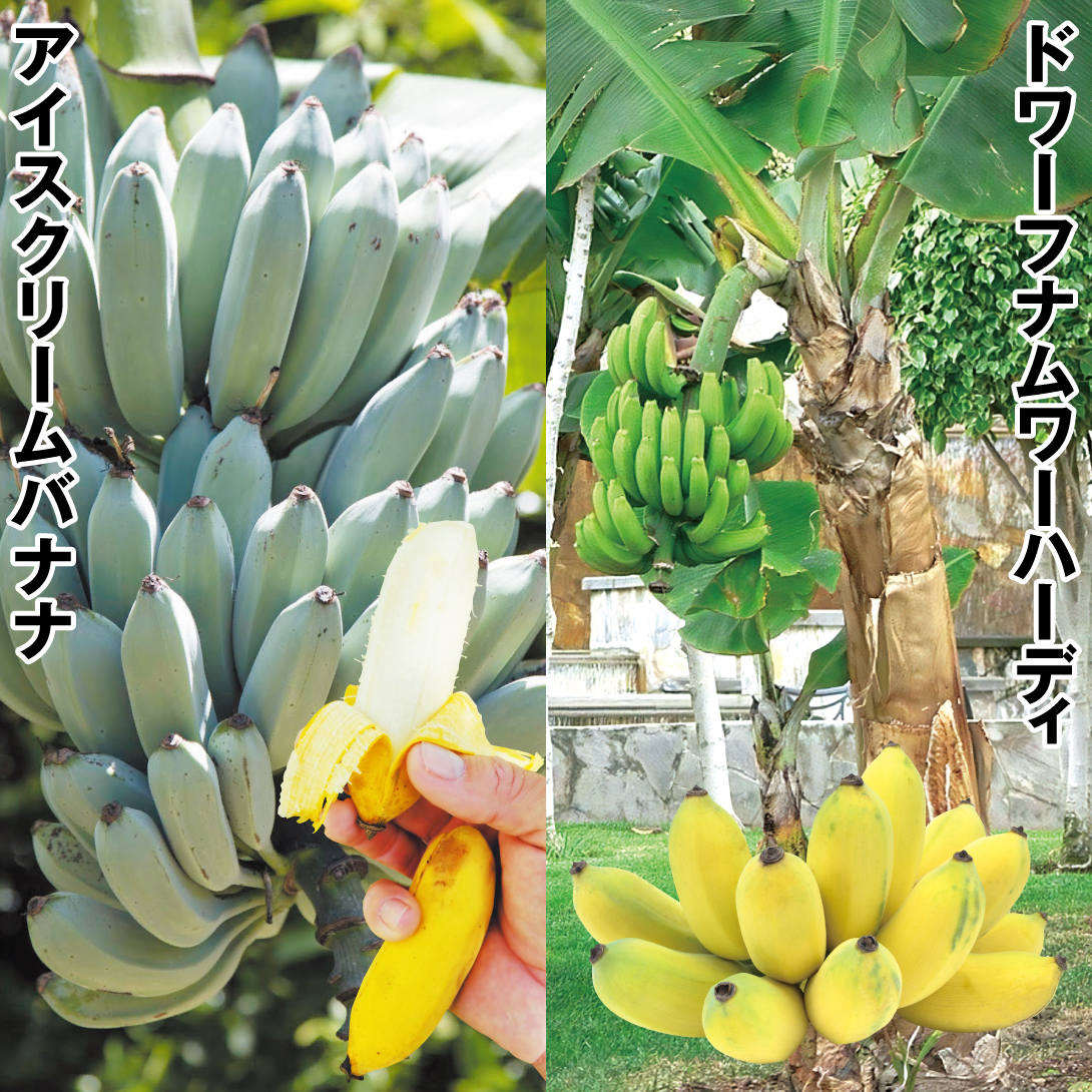 果樹苗 バナナ 寒さに強いバナナセット 2種2株 : 花と緑 国華園