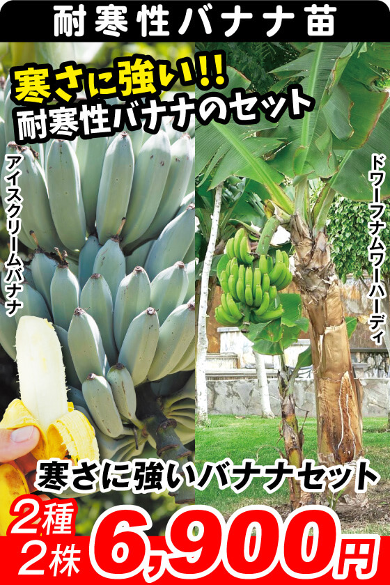 寒さに強いバナナセット