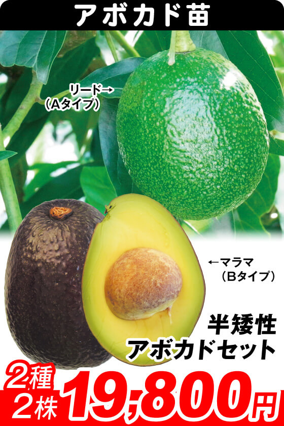 半矮性アボカドセット