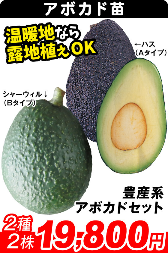豊産系アボカドセット