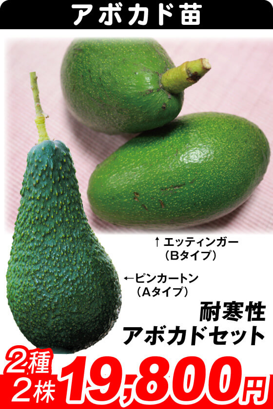 耐寒性アボカドセット