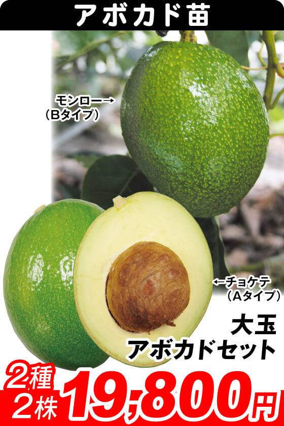 大玉アボカドセット