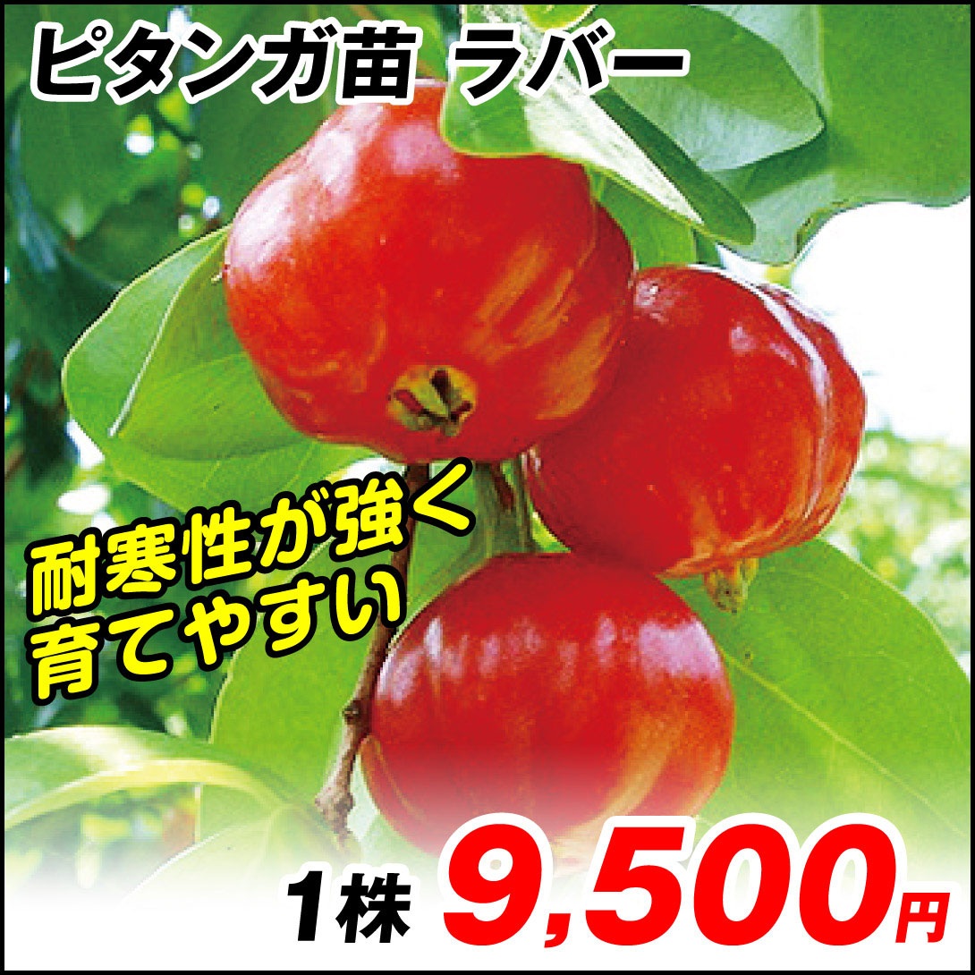 ピタンガ ラバー