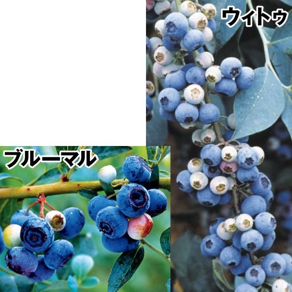 u[x[ Ɏ|rbgACnZbg 22 ʎc ؉