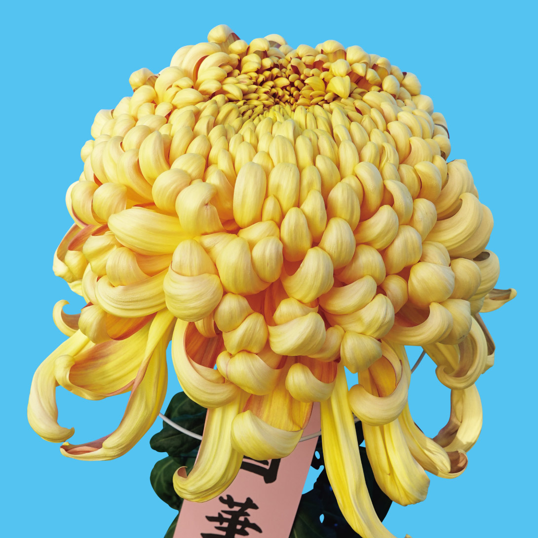 国華園 菊苗 大菊 国華主播（農林水産省品種登録出願予定) 1芽 : 花と