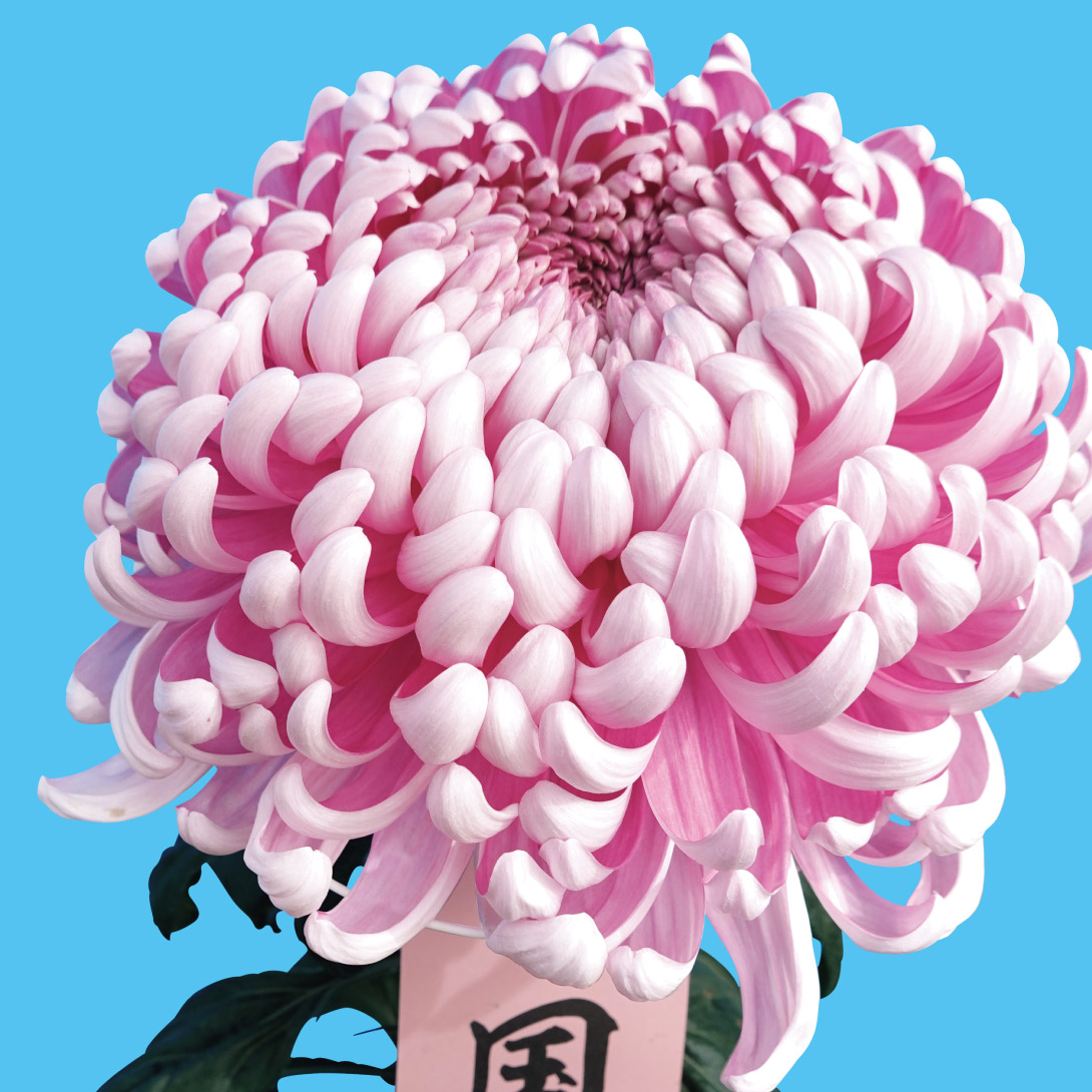 �e�c ��e ���ؐ[�g�i�_�ѐ��Y�ȕi��o�^�o��\��) 1��