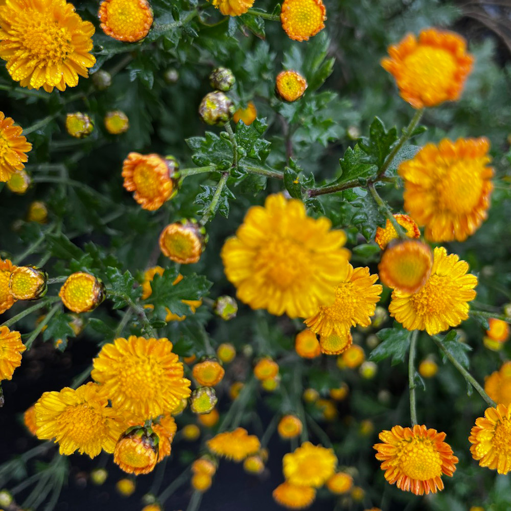 菊苗 小菊 盆栽菊 老楽 1芽 : 花と緑 国華園 - 通販 - Yahoo!ショッピング
