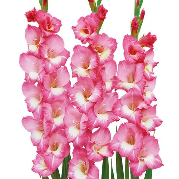 国華園 グラジオラス 球根 桃白2色咲 普通球(球周約8cm) 180球