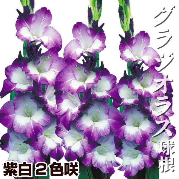 グラジオラス 球根 紫白2色咲 特大球(球周約14cm) 60球 グラジオラスの