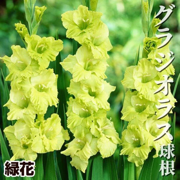 国華園 グラジオラス 球根 緑花 特大球(球周約14cm) 30球 グラジオラス