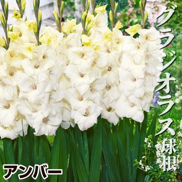 球根 グラジオラス」の人気商品一覧 | 安い商品を通販サイトから探す