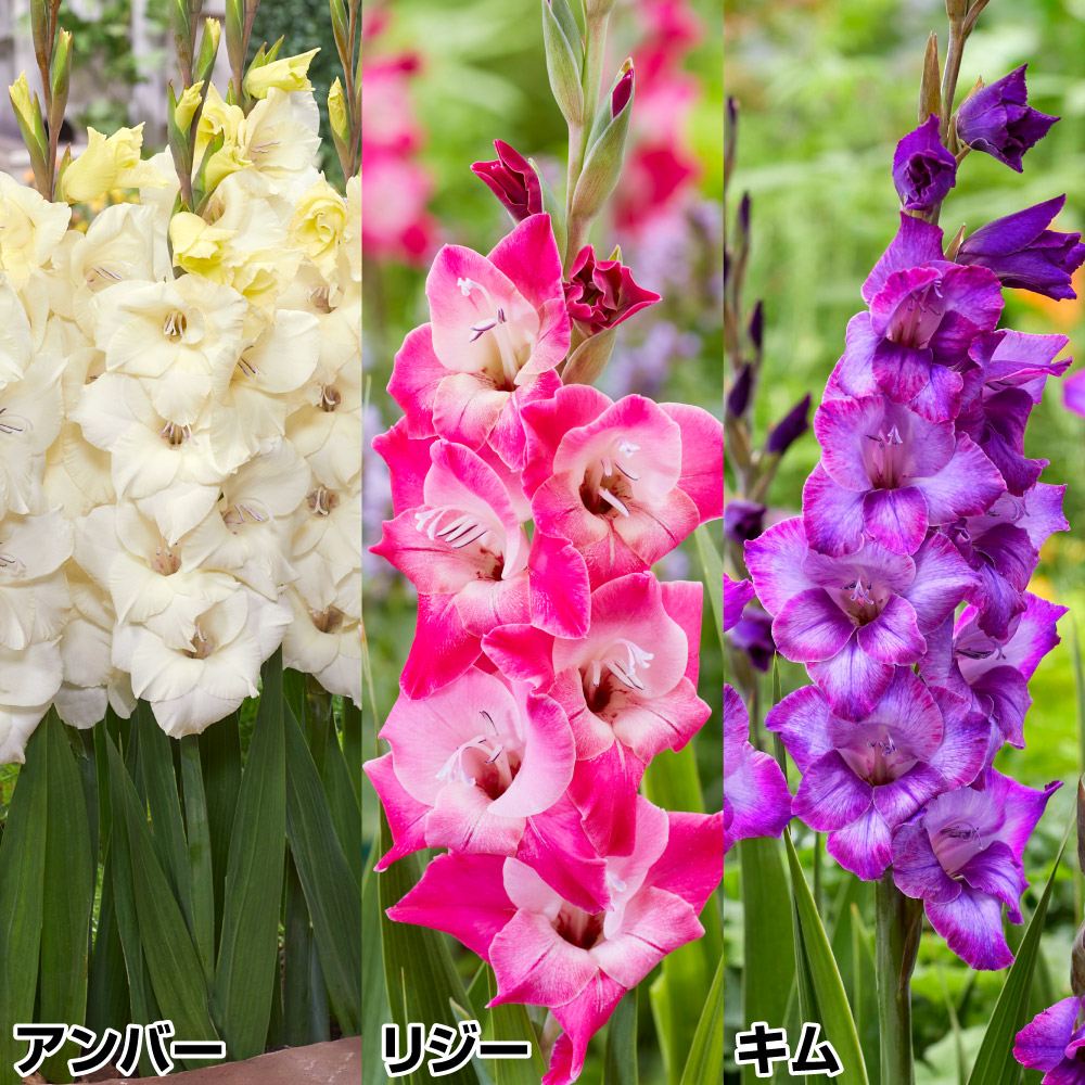 国華園 グラジオラス 球根 コンパクトセット 3種180球(各60球) グラジオラスの球根 春植え球根