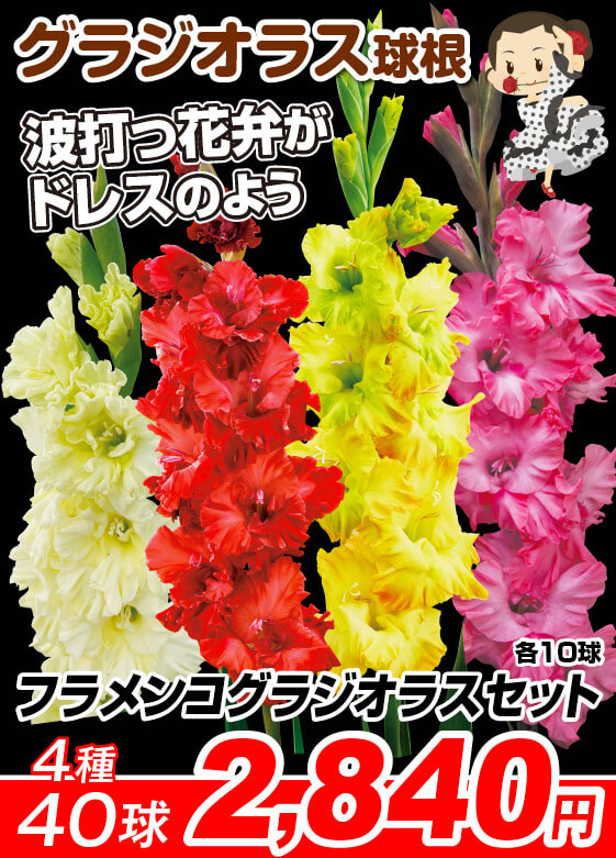 グラジオラス フラメンコセット