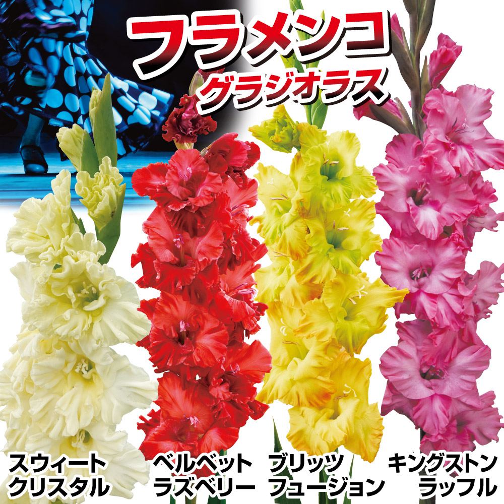 国華園 グラジオラス 球根 フラメンコセット 4種240球(各60球) グラジオラスの球根 春植え球根