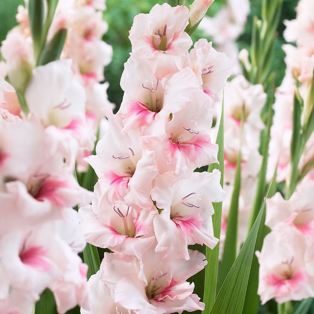 �O���W�I���X ���� �A�h���i���� 40�� �O���W�I���X�̋��� �t�A������