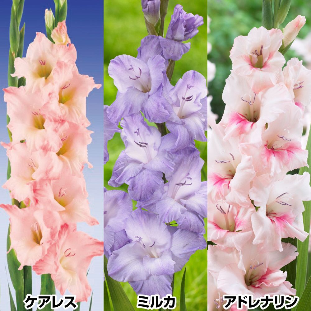 球根 カラー」の人気商品一覧 | 安い商品を通販サイトから探す - 価格.com