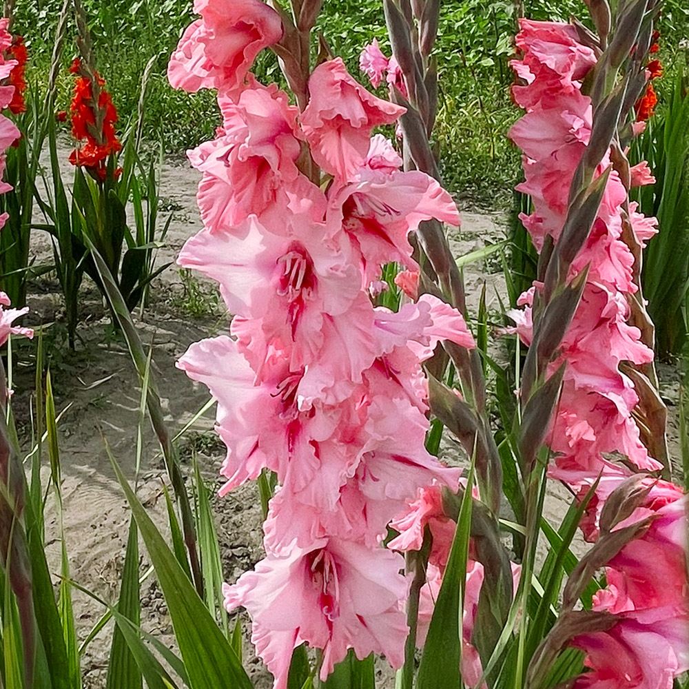 国華園 グラジオラス 球根 シレスタ 20球 グラジオラスの球根 春植え