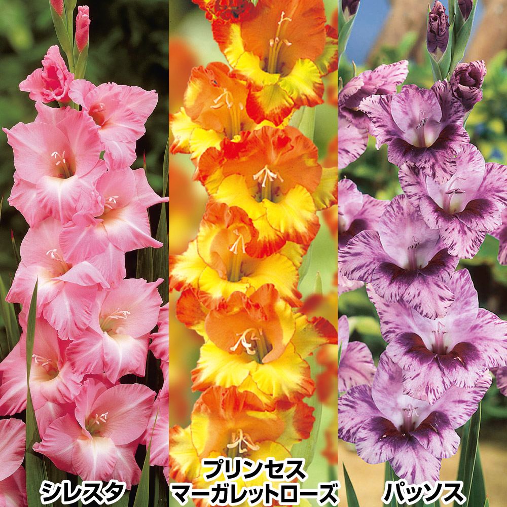 国華園 グラジオラス 球根 個性派セット 3種30球(各10球) グラジオラス