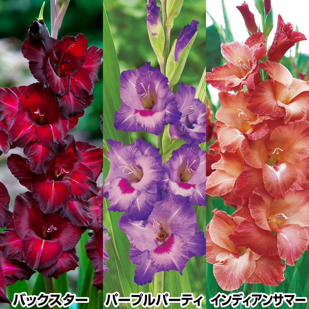 国華園 グラジオラス 球根 シックカラーセット 3種30球(各10球