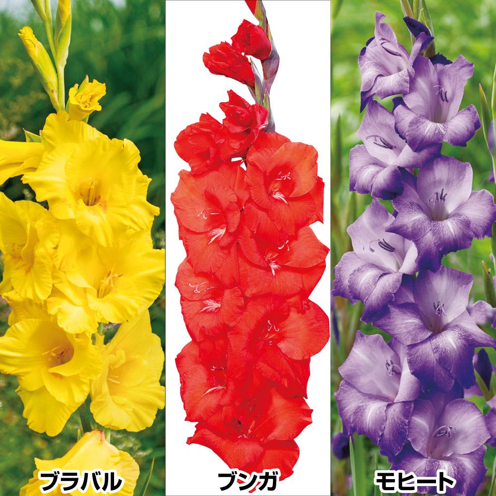 国華園 グラジオラス 球根 カラフルセット 3種90球(各30球