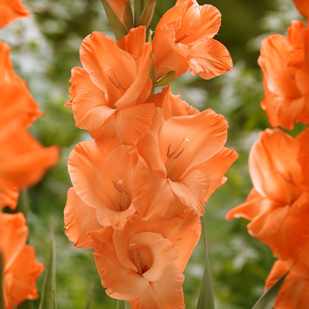 国華園 グラジオラス 球根 橙花 普通球 (球周約8cm) 180球