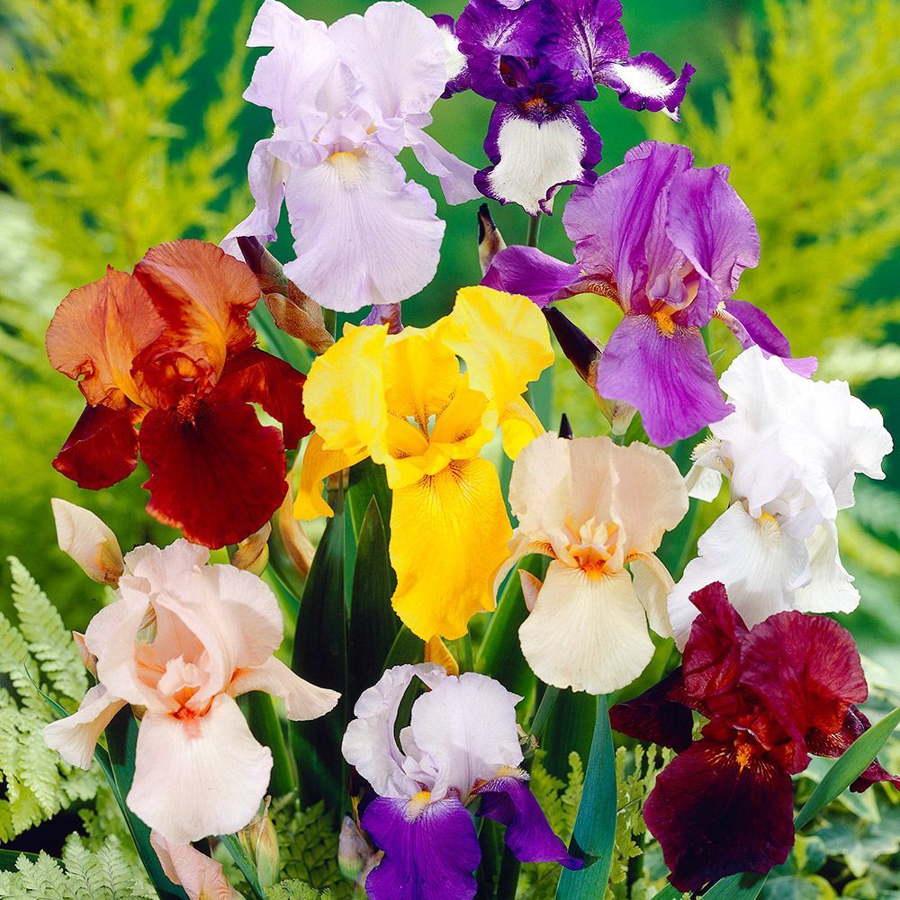 ジャーマンアイリス　ツートンカラー　球根　No.８ ジャーマンアイリス ツートンカラー 球根 No.8 ジャーマンアイリス